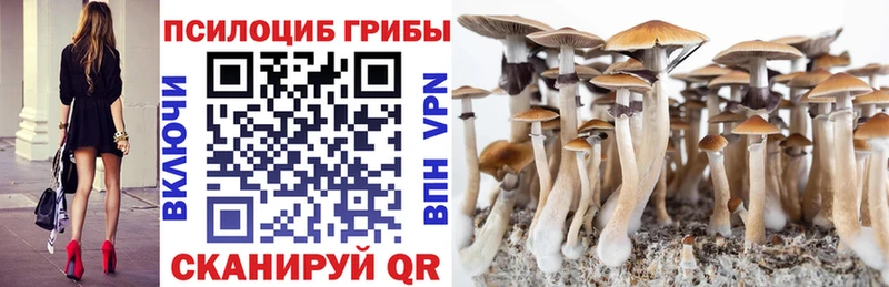 купить закладку  omg как войти  Галлюциногенные грибы мицелий  Вяземский 